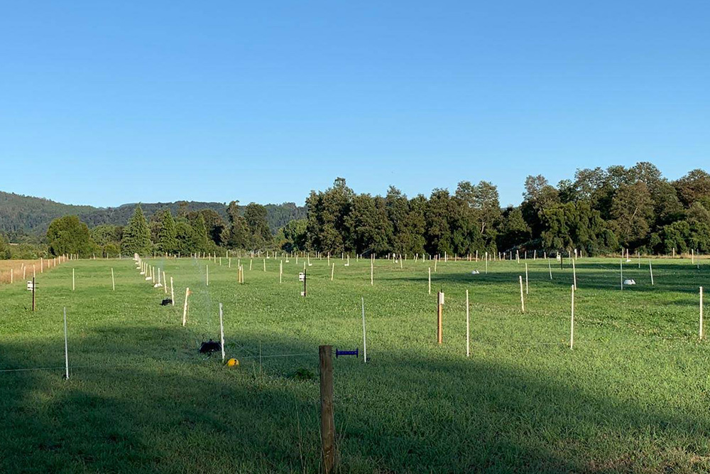 Pradera